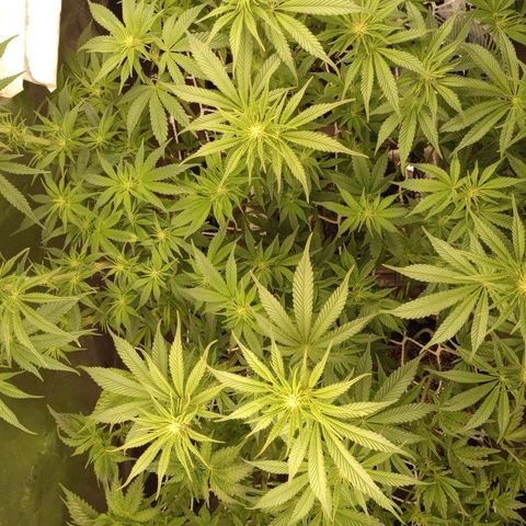 Critical Orange Punch #1 growlog timeline photo
