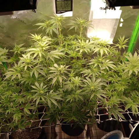 Critical Orange Punch #1 growlog timeline photo