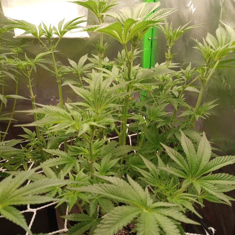 Critical Orange Punch #1 growlog timeline photo