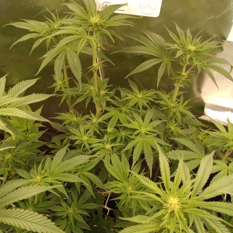 Critical Orange Punch #1 growlog timeline photo