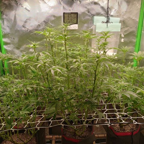 Critical Orange Punch #1 growlog timeline photo