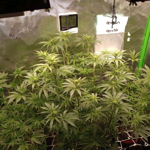 Critical Orange Punch #1 growlog timeline photo