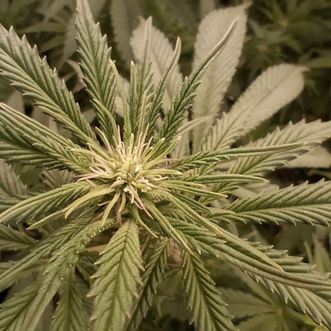 Critical Orange Punch #1 growlog timeline photo