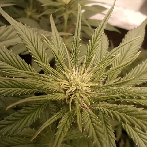 Critical Orange Punch #1 growlog timeline photo