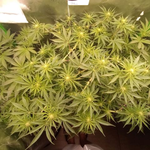 Critical Orange Punch #1 growlog timeline photo