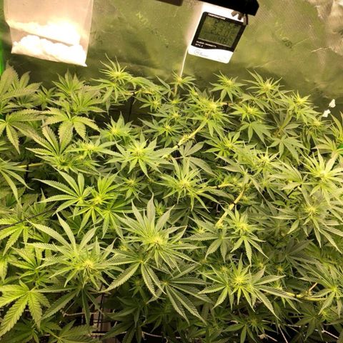 Critical Orange Punch #1 growlog timeline photo