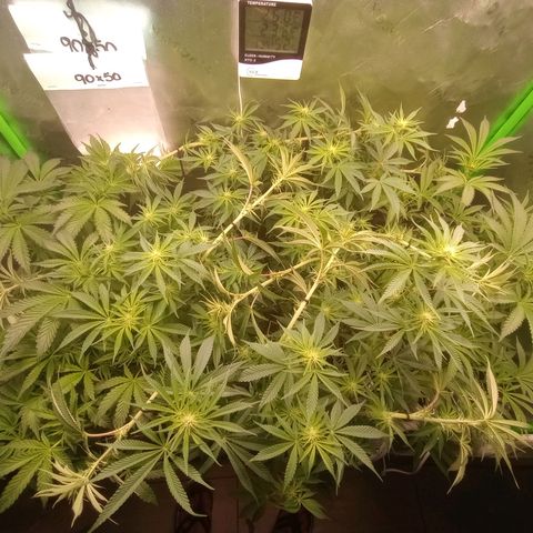 Critical Orange Punch #1 growlog timeline photo