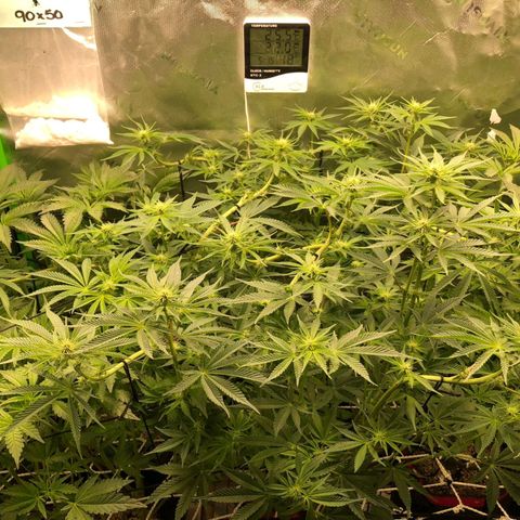 Critical Orange Punch #1 growlog timeline photo