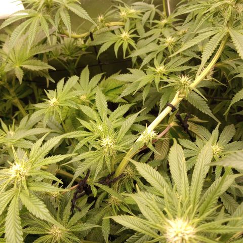 Critical Orange Punch #1 growlog timeline photo