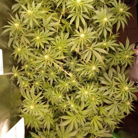 Critical Orange Punch #1 growlog timeline photo
