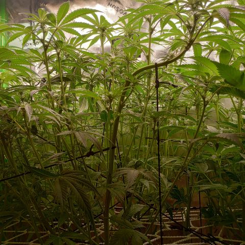 Critical Orange Punch #1 growlog timeline photo