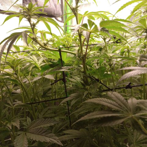 Critical Orange Punch #1 growlog timeline photo