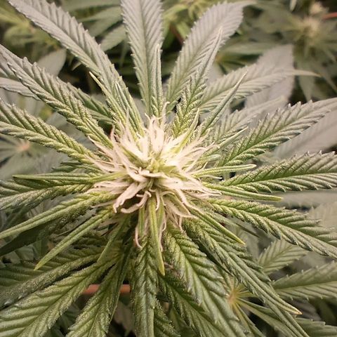 Critical Orange Punch #1 growlog timeline photo