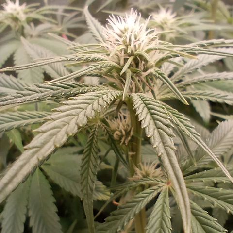 Critical Orange Punch #1 growlog timeline photo
