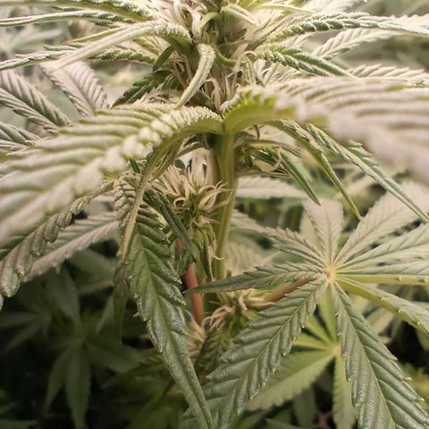 Critical Orange Punch #1 growlog timeline photo