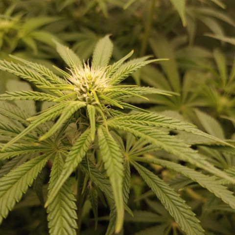 Critical Orange Punch #1 growlog timeline photo