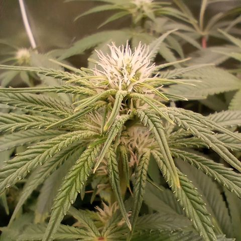 Critical Orange Punch #1 growlog timeline photo