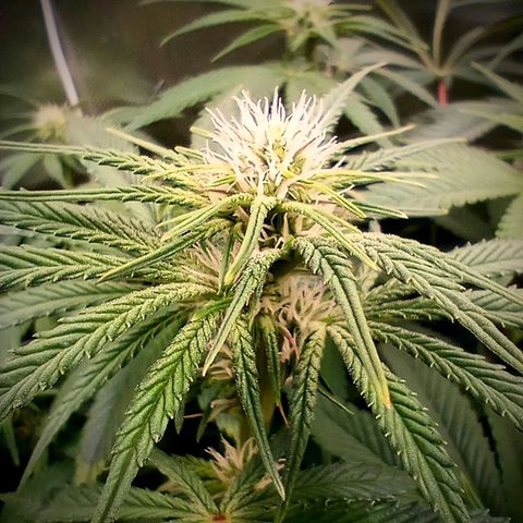 Critical Orange Punch #1 growlog timeline photo