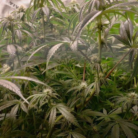 Critical Orange Punch #1 growlog timeline photo
