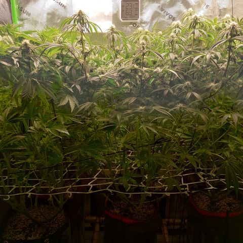 Critical Orange Punch #1 growlog timeline photo