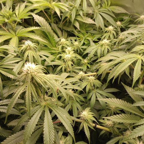 Critical Orange Punch #1 growlog timeline photo
