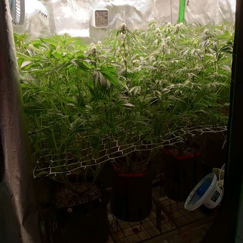 Critical Orange Punch #1 growlog timeline photo