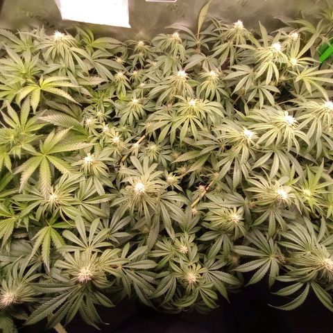 Critical Orange Punch #1 growlog timeline photo