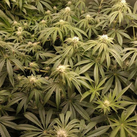 Critical Orange Punch #1 growlog timeline photo