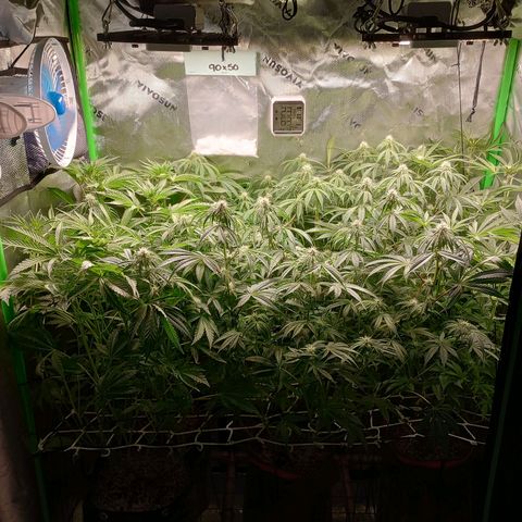 Critical Orange Punch #1 growlog timeline photo