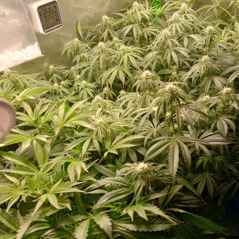 Critical Orange Punch #1 growlog timeline photo