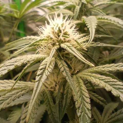 Critical Orange Punch #1 growlog timeline photo