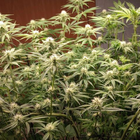Critical Orange Punch #1 growlog timeline photo