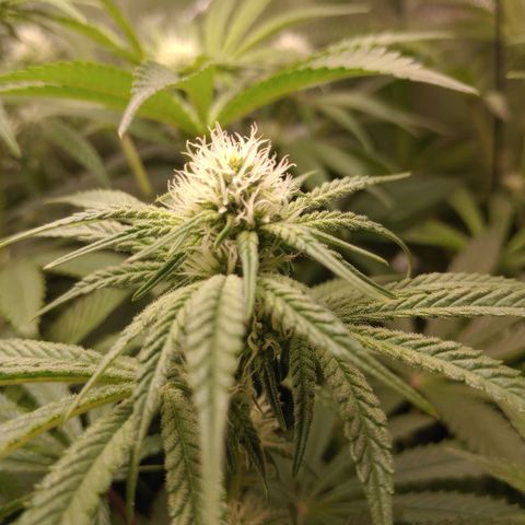 Critical Orange Punch #1 growlog timeline photo