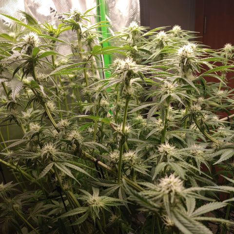 Critical Orange Punch #1 growlog timeline photo