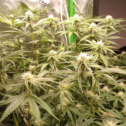 Critical Orange Punch #1 growlog timeline photo