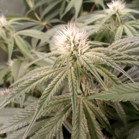 Critical Orange Punch #1 growlog timeline photo