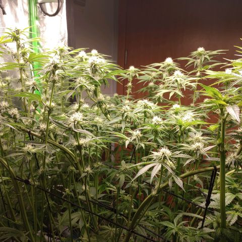 Critical Orange Punch #1 growlog timeline photo