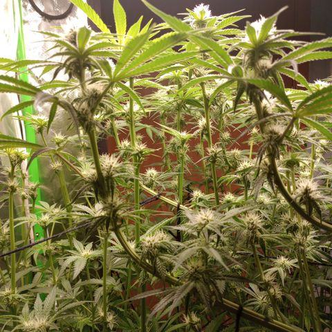 Critical Orange Punch #1 growlog timeline photo