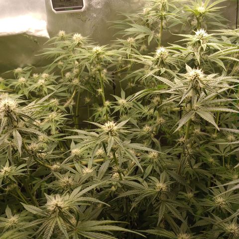 Critical Orange Punch #1 growlog timeline photo