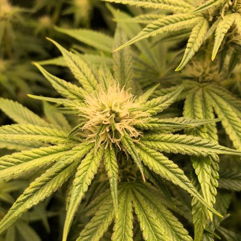 Critical Orange Punch #1 growlog timeline photo