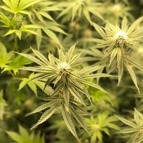 Critical Orange Punch #1 growlog timeline photo