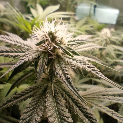 Critical Orange Punch #1 growlog timeline photo
