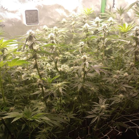 Critical Orange Punch #1 growlog timeline photo