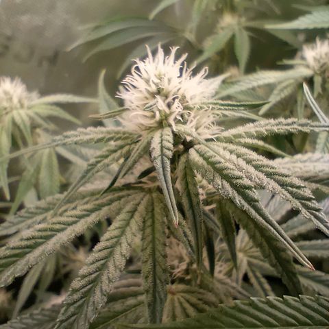 Critical Orange Punch #1 growlog timeline photo
