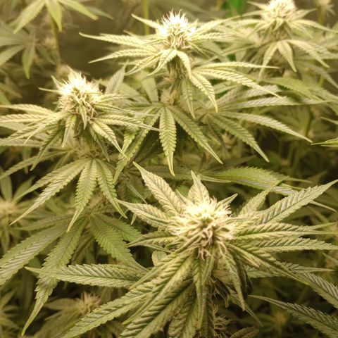 Critical Orange Punch #1 growlog timeline photo