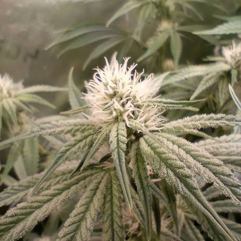 Critical Orange Punch #1 growlog timeline photo