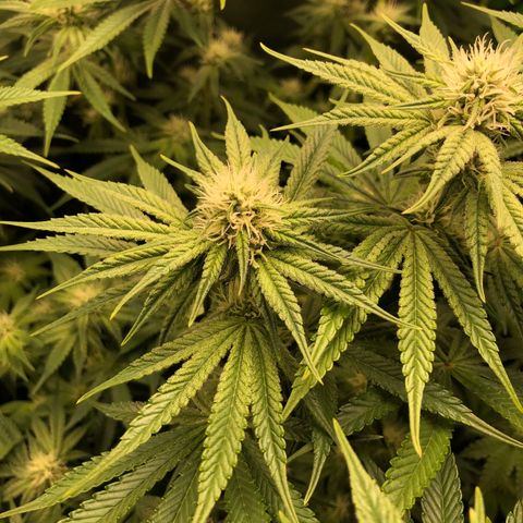 Critical Orange Punch #1 growlog timeline photo