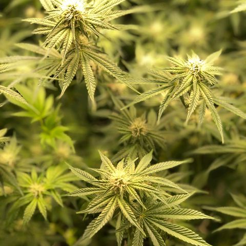 Critical Orange Punch #1 growlog timeline photo