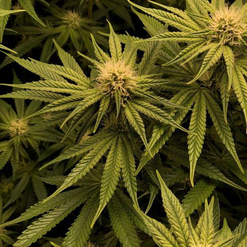 Critical Orange Punch #1 growlog timeline photo