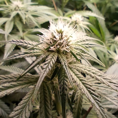 Critical Orange Punch #1 growlog timeline photo